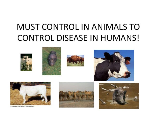 Brucellosis The Bugs And The Disease