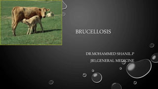 BRUCELLOSIS
DR.MOHAMMED SHANIL.P
JR1,GENERAL MEDICINE
 