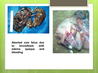 Aborted cow fetus due
to brucellosis with
edema opaque and
bleeding
 