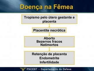 PNCEBT - Departamento de Defesa
Aborto
Bezerros fracos
Natimortos
Tropismo pelo útero gestante e
placenta
Placentite necrótica
Doença na FêmeaDoença na Fêmea
Retenção de placenta
Endometrite
Infertilidade
 