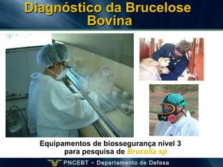 PNCEBT - Departamento de Defesa
Equipamentos de biossegurança nível 3
para pesquisa de Brucella sp
Diagnóstico da BruceloseDiagnóstico da Brucelose
BovinaBovina
 