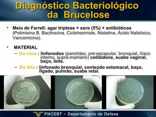 PNCEBT - Departamento de Defesa
Diagnóstico BacteriológicoDiagnóstico Bacteriológico
da Bruceloseda Brucelose
• Meio de Farrell: agar triptose + soro (5%) + antibióticos
(Polimixina B, Bacitracina, Cicloheximide, Nistatina, Ácido Nalidíxico,
Vancomicina).
• MATERIAL
– Da vaca : linfonodos (parotídeo, pré-escapular, bronquial, ilíaco
interno, supra-mamário) cotilédone, suabe vaginal,
baço, leite.
– Do feto : linfonodo bronquial, conteúdo estomacal, baço,
fígado, pulmão, suabe retal.
 