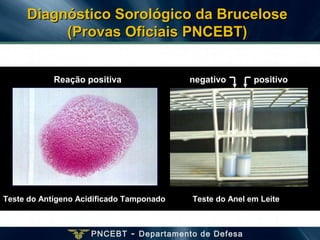 PNCEBT - Departamento de Defesa
Teste do Antígeno Acidificado Tamponado
positivonegativoReação positiva
Teste do Anel em Leite
Diagnóstico Sorológico da BruceloseDiagnóstico Sorológico da Brucelose
(Provas Oficiais PNCEBT)(Provas Oficiais PNCEBT)
 