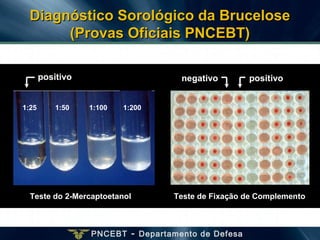 PNCEBT - Departamento de Defesa
Teste do 2-Mercaptoetanol
1:50 1:100 1:2001:25
positivo negativo positivo
Teste de Fixação de Complemento
Diagnóstico Sorológico da BruceloseDiagnóstico Sorológico da Brucelose
(Provas Oficiais PNCEBT)(Provas Oficiais PNCEBT)
 
