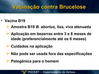 PNCEBT - Departamento de Defesa
Vacinação contra BruceloseVacinação contra Brucelose
• Vacina B19
 Amostra B19 B. abortus, lisa, viva atenuada
 Aplicação em bezerras entre 3 e 8 meses de
idade (preferencialmente até os 6 meses)
 Cuidados na aplicação
 Não pode ser usada fora das especificações
 Patogênica para o homem
 