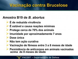 PNCEBT - Departamento de Defesa
 É de reduzida virulência
 É estável e causa reações mínimas
 Protege cerca de 70% dos animais
 Imunidade por aproximadamente 7 anos
 Dose única
 Não tem ação curativa
 Vacinação de fêmeas entre 3 a 8 meses de idade
 Persistência de anticorpos em animais vacinados
acima de 8 meses de idade
Amostra B19 de B. abortus
Vacinação contra BruceloseVacinação contra Brucelose
 