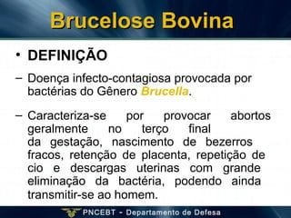 PNCEBT - Departamento de Defesa
Brucelose BovinaBrucelose Bovina
• DEFINIÇÃO
– Doença infecto-contagiosa provocada por
bactérias do Gênero Brucella.
– Caracteriza-se por provocar abortos
geralmente no terço final
da gestação, nascimento de bezerros
fracos, retenção de placenta, repetição de
cio e descargas uterinas com grande
eliminação da bactéria, podendo ainda
transmitir-se ao homem.
 