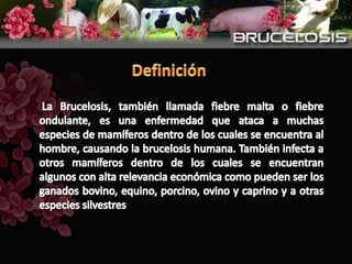 DefiniciónLa Brucelosis, también llamada fiebre malta o fiebre ondulante, es una enfermedad que ataca a muchas especies de mamíferos dentro de los cuales se encuentra al hombre, causando la brucelosis humana. También infecta a otros mamíferos dentro de los cuales se encuentran algunos con alta relevancia económica como pueden ser los ganados bovino, equino, porcino, ovino y caprino y a otras especies silvestres