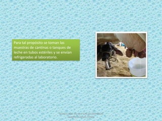 Para tal propósito se toman las
muestras de cantinas o tanques de
leche en tubos estériles y se envían
refrigeradas al laboratorio.




                           TECNOLOGIA EN GESTION DE EMPRESAS
                                 AGROPECUARIAS CHIMA
 