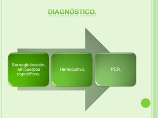 Seroaglutinación,
  anticuerpos       Hemocultivo.   PCR.
  específicos.
 