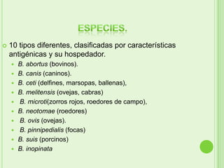    10 tipos diferentes, clasificadas por características
    antigénicas y su hospedador.
       B. abortus (bovinos).
       B. canis (caninos).
       B. ceti (delfines, marsopas, ballenas),
       B. melitensis (ovejas, cabras)
       B. microti(zorros rojos, roedores de campo),
       B. neotomae (roedores)
       B. ovis (ovejas).
       B. pinnipedialis (focas)
       B. suis (porcinos)
       B. inopinata
 