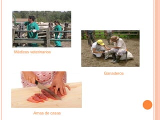 Médicos veterinarios
Amas de casas
Ganaderos
 
