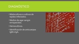 DIAGNÓSTICO
 Mielocultivos o cultivos de
tejidos infectados.
 Medios de agar sangre
enriquecidos.

 Hemocultivos.
 Identificación de anticuerpos
IgM e IgA.

 