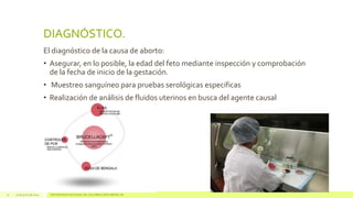 DIAGNÓSTICO.
11 17 de junio de 2014 UNIVERSIDAD NACIONAL DE COLOMBIA SEDE MEDELLÍN
El diagnóstico de la causa de aborto:
• Asegurar, en lo posible, la edad del feto mediante inspección y comprobación
de la fecha de inicio de la gestación.
• Muestreo sanguíneo para pruebas serológicas especificas
• Realización de análisis de fluidos uterinos en busca del agente causal
 