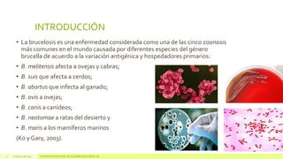 INTRODUCCIÓN
• La brucelosis es una enfermedad considerada como una de las cinco zoonosis
más comunes en el mundo causada por diferentes especies del género
brucella de acuerdo a la variación antigénica y hospedadores primarios:
• B. melitensis afecta a ovejas y cabras;
• B. suis que afecta a cerdos;
• B. abortus que infecta al ganado;
• B. ovis a ovejas;
• B. canis a canídeos;
• B. neotomae a ratas del desierto y
• B. maris a los mamíferos marinos
(Ko y Gary, 2003).
17 de junio de 2014 UNIVERSIDAD NACIONAL DE COLOMBIA SEDE MEDELLÍN3
 