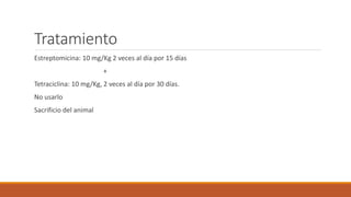 Tratamiento
Estreptomicina: 10 mg/Kg 2 veces al día por 15 días
+
Tetraciclina: 10 mg/Kg, 2 veces al día por 30 días.
No usarlo
Sacrificio del animal
 