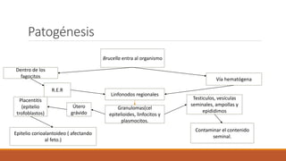 Patogénesis
Brucella entra al organismo
l Dentro de los
fagocitos
Vía hematógena
Linfonodos regionales
R.E.R
Granulomas(cel
epitelioides, linfocitos y
plasmocitos.
Testiculos, vesículas
seminales, ampollas y
epididimos
Útero
grávido
Placentitis
(epitelio
trofoblastos)
Epitelio corioalantoideo ( afectando
al feto.)
Contaminar el contenido
seminal.
 