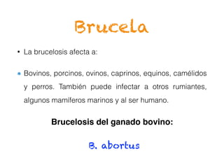 Brucela
• La brucelosis afecta a:
Bovinos, porcinos, ovinos, caprinos, equinos, camélidos
y perros. También puede infectar a otros rumiantes,
algunos mamíferos marinos y al ser humano.
Brucelosis del ganado bovino:
B. abortus