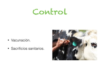 Control
• Vacunación.
• Sacrificios sanitarios.