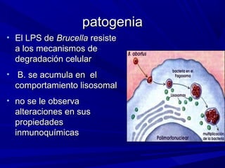 patogeniapatogenia
• El LPS deEl LPS de BrucellaBrucella resisteresiste
a los mecanismos dea los mecanismos de
degradación celulardegradación celular
• B. se acumula en elB. se acumula en el
comportamiento lisosomalcomportamiento lisosomal
• no se le observano se le observa
alteraciones en susalteraciones en sus
propiedadespropiedades
inmunoquímicasinmunoquímicas
 