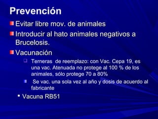 Prevención
Evitar libre mov. de animalesEvitar libre mov. de animales
Introducir al hato animales negativos aIntroducir al hato animales negativos a
Brucelosis.Brucelosis.
VacunaciónVacunación
 Terneras de reemplazo: con Vac. Cepa 19, es
una vac. Atenuada no protege al 100 % de los
animales, sólo protege 70 a 80%
Se vac. una sola vez al año y dosis de acuerdo al
fabricante
 Vacuna RB51Vacuna RB51
 