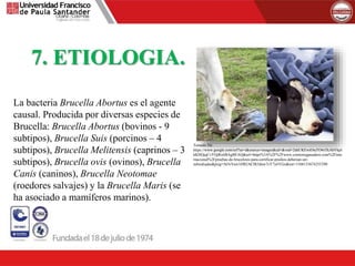 7. ETIOLOGIA.
La bacteria Brucella Abortus es el agente
causal. Producida por diversas especies de
Brucella: Brucella Abortus (bovinos - 9
subtipos), Brucella Suis (porcinos – 4
subtipos), Brucella Melitensis (caprinos – 3
subtipos), Brucella ovis (ovinos), Brucella
Canis (caninos), Brucella Neotomae
(roedores salvajes) y la Brucella Maris (se
ha asociado a mamíferos marinos).
Tomado De:
https://www.google.com/url?sa=i&source=images&cd=&ved=2ahUKEwiOieTO4sTkAhVkpl
kKHQjqCvYQjRx6BAgBEAQ&url=https%3A%2F%2Fwww.contextoganadero.com%2Finte
rnacional%2Fpruebas-de-brucelosis-para-certificar-predios-deberian-ser-
subsidiadas&psig=AOvVaw3JfB2AClR5dnw7cY7y6YGx&ust=1568153674255290
 