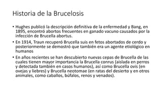 Historia de la Brucelosis
• Hughes publicó la descripción definitiva de la enfermedad y Bang, en
1895, encontró abortos frecuentes en ganado vacuno causados por la
infección de Brucella abortus.
• En 1914, Traun recuperó Brucella suis en fetos abortados de cerdo y
posteriormente se demostró que también era un agente etiológico en
humanos
• En años recientes se han descubierto nuevas cepas de Brucella de las
cuales tienen mayor importancia la Brucella conrus (aislada en perros
y detectada también en casos humanos), así como Brucella ovis (en
ovejas y liebres) y Brucella neotomae (en ratas del desierto y en otros
animales, como caballos, búfalos, renos y venados).
 
