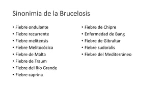 Sinonimia de la Brucelosis
• Fiebre ondulante
• Fiebre recurrente
• Fiebre melitensis
• Fiebre Melitocócica
• Fiebre de Malta
• Fiebre de Traum
• Fiebre del Río Grande
• Fiebre caprina
• Fiebre de Chipre
• Enfermedad de Bang
• Fiebre de Gibraltar
• Fiebre sudoralis
• Fiebre del Mediterráneo
 