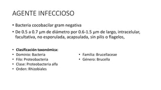 AGENTE INFECCIOSO
• Bacteria cocobacilar gram negativa
• De 0.5 a 0.7 µm de diámetro por 0.6-1.5 µm de largo, intracelular,
facultativa, no esporulada, acapsulada, sin pilis o flagelos,
• Clasificación taxonómica:
• Dominio: Bacteria
• Filo: Proteobacteria
• Clase: Proteobacteria alfa
• Orden: Rhizobiales
• Familia: Brucellaceae
• Género: Brucella
 