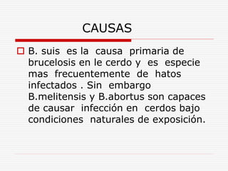 CAUSAS
 B. suis es la causa primaria de
brucelosis en le cerdo y es especie
mas frecuentemente de hatos
infectados . Sin embargo
B.melitensis y B.abortus son capaces
de causar infección en cerdos bajo
condiciones naturales de exposición.
 