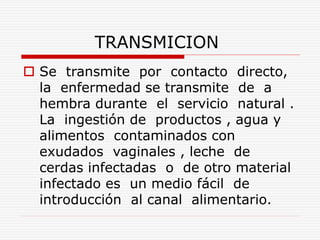 TRANSMICION
 Se transmite por contacto directo,
la enfermedad se transmite de a
hembra durante el servicio natural .
La ingestión de productos , agua y
alimentos contaminados con
exudados vaginales , leche de
cerdas infectadas o de otro material
infectado es un medio fácil de
introducción al canal alimentario.
 