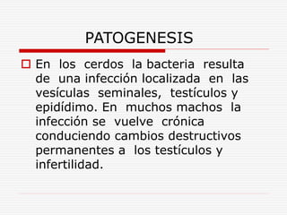 PATOGENESIS
 En los cerdos la bacteria resulta
de una infección localizada en las
vesículas seminales, testículos y
epidídimo. En muchos machos la
infección se vuelve crónica
conduciendo cambios destructivos
permanentes a los testículos y
infertilidad.
 