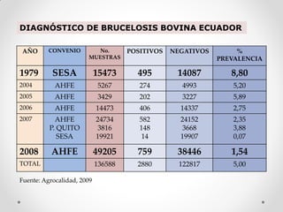 DIAGNÓSTICO DE BRUCELOSIS BOVINA ECUADOR

AÑO       CONVENIO       No.         POSITIVOS   NEGATIVOS        %
                       MUESTRAS                              PREVALENCIA

1979       SESA             15473      495        14087         8,80
2004        AHFE            5267        274         4993         5,20
2005        AHFE            3429        202         3227         5,89
2006        AHFE            14473       406        14337         2,75
2007        AHFE            24734       582        24152         2,35
          P. QUITO          3816        148         3668         3,88
             SESA           19921       14         19907         0,07

2008       AHFE             49205      759        38446         1,54
TOTAL                       136588     2880        122817        5,00

Fuente: Agrocalidad, 2009
 