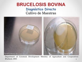 Diagnóstico Directo
                     Cultivo de Muestras




Department of Livestock Development Ministry of Agriculture and Cooperatives
Thailand, 2003.
 