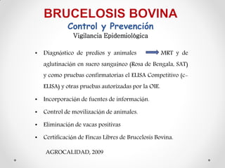 Control y Prevención
              Vigilancia Epidemiológica

• Diagnóstico de predios y animales                 MRT y de
   aglutinación en suero sanguíneo (Rosa de Bengala, SAT)
   y como pruebas confirmatorias el ELISA Competitivo (c-
   ELISA) y otras pruebas autorizadas por la OIE.

• Incorporación de fuentes de información.

• Control de movilización de animales.

• Eliminación de vacas positivas

• Certificación de Fincas Libres de Brucelosis Bovina.

    AGROCALIDAD, 2009
 