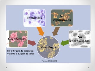 No
                   Inmóviles
                                          esporulados




                                                         No
Cocobacilos
                                                    encapsulados

                             Morfología
0,5 a 0,7 μm de diámetro
y de 0,5 a 1,5 μm de largo


                             Fuente: CSIC, 2012
 