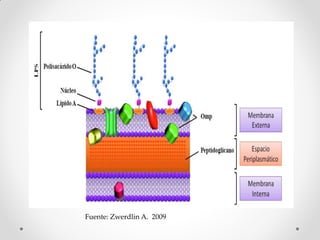 Fuente: Zwerdlin A. 2009
 