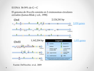 El DNA 58-59% de G + C
El genoma de Brucella consiste en 2 cromosomas circulares
cerrados (Jumas-Bilak y col., 1998)
                                     2,124,241 bp
                                                            2,030 genes




                   1,162,204 bp                             1,055 genes




 Fuente: DelVecchio et al, 2009
 