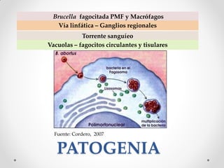 Brucella fagocitada PMF y Macrófagos
    Vía linfática – Ganglios regionales
            Torrente sanguíeo
Vacuolas – fagocitos circulantes y tisulares




  Fuente: Cordero, 2007


   PATOGENIA
 