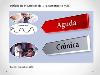 Período de incubación de 1−8 semanas (o más)




Fuente: Samartino, 2006
 
