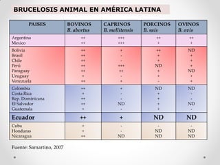 BRUCELOSIS ANIMAL EN AMÉRICA LATINA

       PAISES             BOVINOS      CAPRINOS         PORCINOS   OVINOS
                          B. abortus   B. mellitensis   B. suis    B. ovis
Argentina                      ++            +++           ++         ++
Mexico                         ++            +++           +          +
Bolivia                        ++             +            ++         ND
Brasil                         ++             -             +          +
Chile                          ++             -             +          +
Perú                           ++            +++           ND          +
Paraguay                       ++            ++             +         ND
Uruguay                        +              -             +          +
Venezuela                      ++             +             -          +
Colombia                       ++             +            ND         ND
Costa Rica                     +              -             +          -
Rep. Dominicana                ++             -             +          -
El Salvador                    ++            ND             +         ND
Guatemala                      +              -             +          -

Ecuador                        ++             +           ND         ND
Cuba                           +              -             -          -
Honduras                       +              -            ND         ND
Nicaragua                      ++            ND            ND         ND

Fuente: Samartino, 2007
 