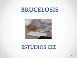 BRUCELOSIS




ESTUDIOS CIZ
 