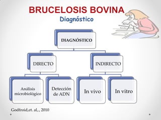 Diagnóstico


                              DIAGNÓSTICO




             DIRECTO                        INDIRECTO




     Análisis             Detección
  microbiológico          de ADN
                                      In vivo     In vitro


Godfroid,et. al,., 2010
 