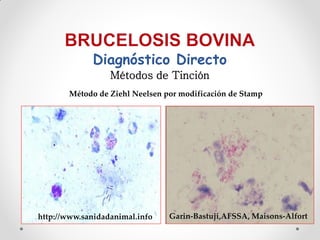 Diagnóstico Directo
                  Métodos de Tinción
       Método de Ziehl Neelsen por modificación de Stamp




http://www.sanidadanimal.info   Garin-Bastuji,AFSSA, Maisons-Alfort
 