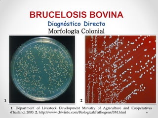Diagnóstico Directo
                        Morfología Colonial




1                                         2
    1. Department of Livestock Development Ministry of Agriculture and Cooperatives
    Thailand, 2003. 2. http://www.cbwinfo.com/Biological/Pathogens/BM.html
 