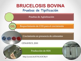Pruebas de Tipificación
        Pruebas de Aglutinación



Requerimiento de CO2 para el crecimiento



  Crecimiento en presencia de colorantes


 CENAVECE, 2010


          Producción de H2S

  http://youtu.be/E73GAOCfKeY
 