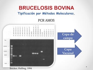 Tipificación por Métodos Moleculares.

                         PCR AMOS



                                    Cepa de
                                    campo


                                     Cepa
                                    Vacunal



Bricker, Halling, 1994
 