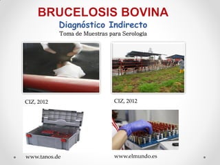 Diagnóstico Indirecto
            Toma de Muestras para Serología




CIZ, 2012                      CIZ, 2012




www.tanos.de                   www.elmundo.es
 