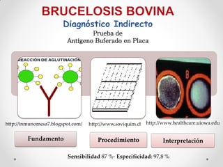 Diagnóstico Indirecto
                                 Prueba de
                         Antígeno Buferado en Placa




http://inmunomesa7.blogspot.com/   http://www.soviquim.cl   http://www.healthcare.uiowa.edu


         Fundamento                   Procedimiento                Interpretación

                         Sensibilidad 87 %- Especificidad: 97,8 %
 