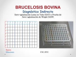 Diagnóstico Indirecto
                Sero-aglutinación Lenta en Tubo (SAT) o Prueba de
                       Sero-aglutinación de Wright (SAW)

    1   2   3   4   5   6   7   8   9   10   11   12


A


B


C


D


E


F


G


H




Sueros
Diluciones                                             CIZ, 2012
 
